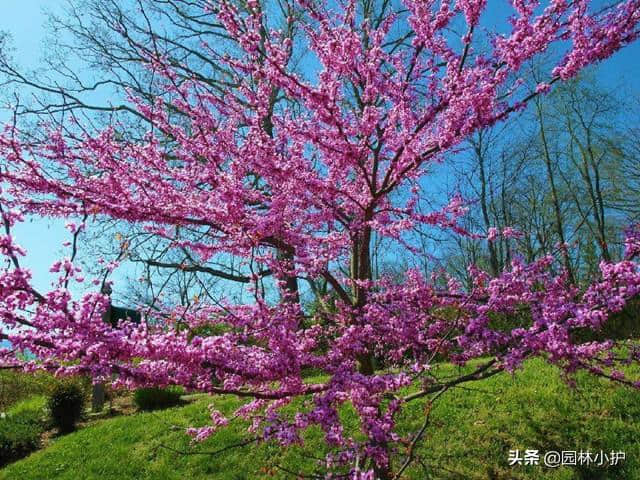 种下一颗紫荆树，家庭幸福美满！