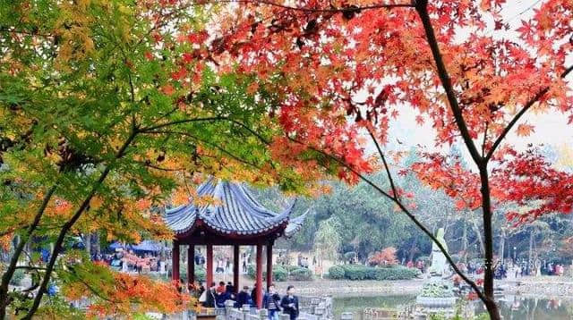 南京栖霞山“枫”了，即将迎来最佳观赏期，周末约起吧