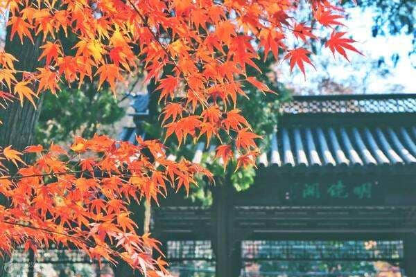 南京栖霞山“枫”了，即将迎来最佳观赏期，周末约起吧