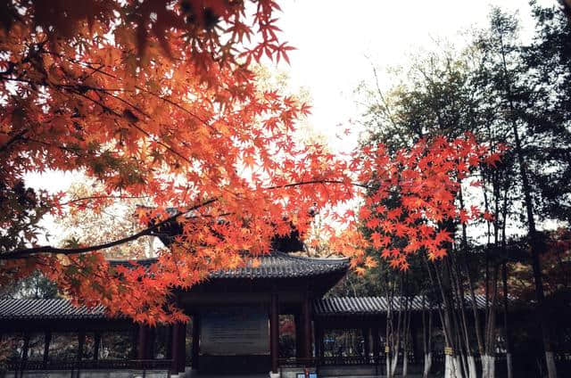 南京栖霞山，中国四大赏枫胜地之一，40元即可欣赏到南京最美秋色
