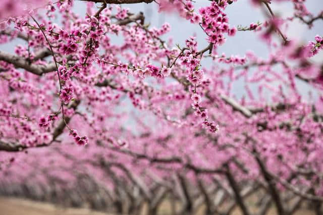 中国的第一片桃林出现在山西平陆！
