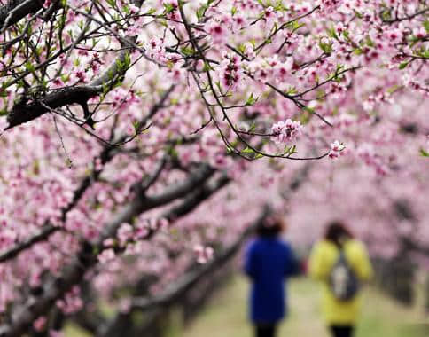 中国的第一片桃林出现在山西平陆！
