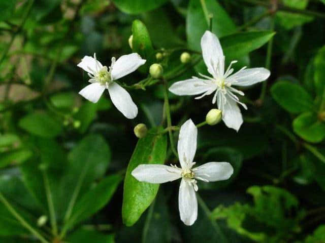发现大片白花，那是常见珍贵的“威灵仙”，祛湿通络“特效药”