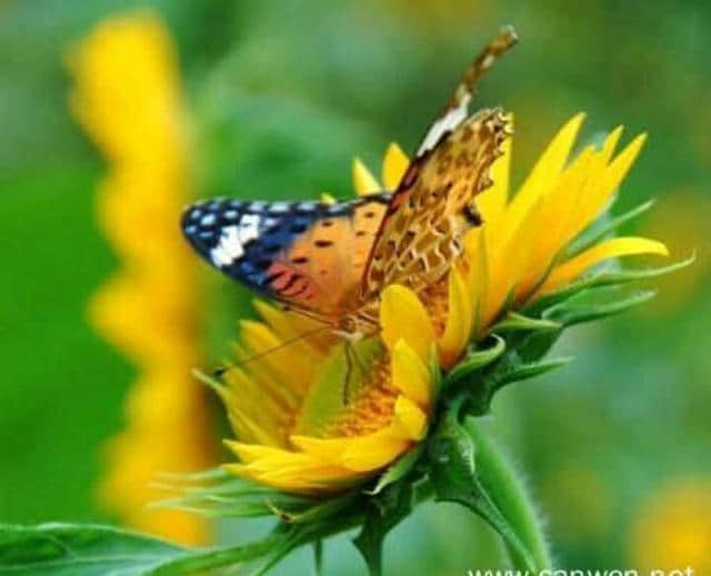 花对蝶的情谊