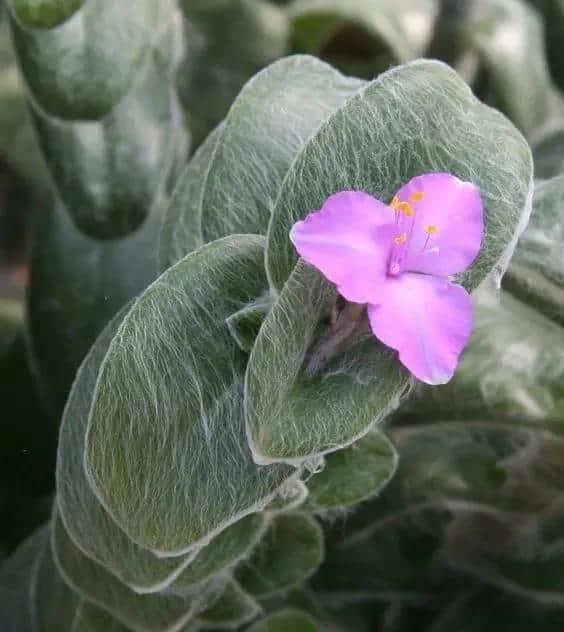 「花一派」丨宝宝花名大全：植物这么多好听的名字，都很合适！