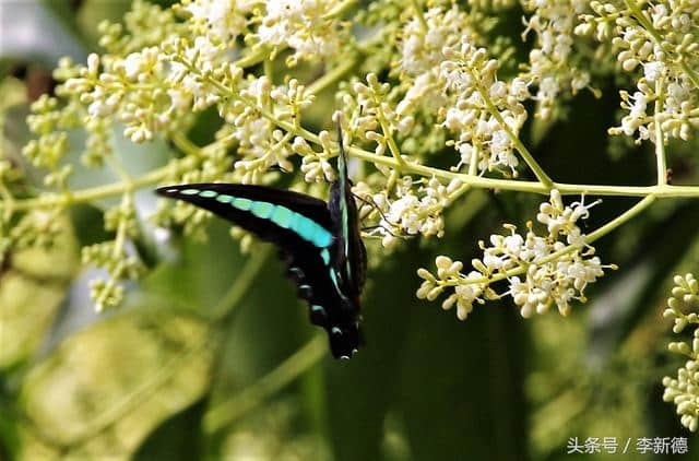 安徽合肥：花与蝶