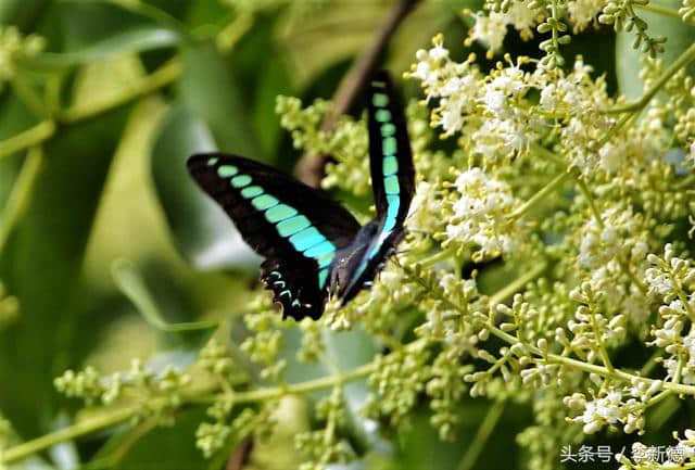 安徽合肥：花与蝶