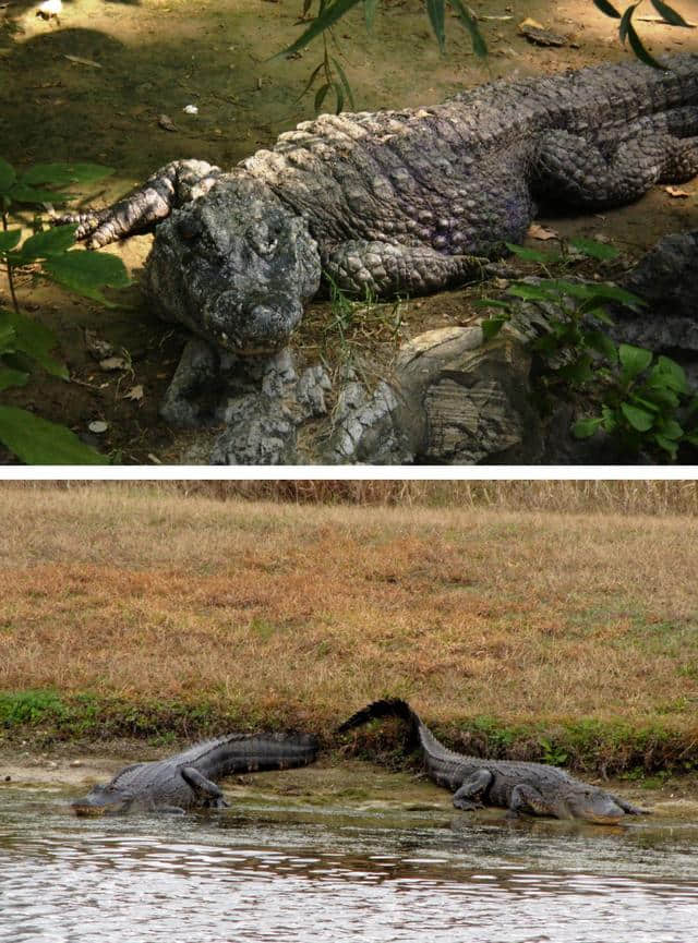 古老长江守护者曾与恐龙共舞，扬子鳄躲过大灭绝却完败人类