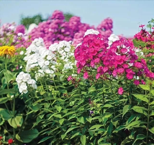 四十种庭院花卉的名称一年四季都开花