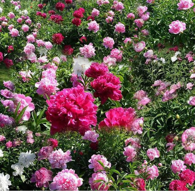 四十种庭院花卉的名称一年四季都开花