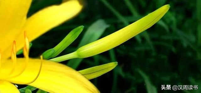 黄花菜，有一个很诗意的别名——忘忧草