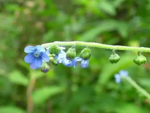 这35种名字很好听的花你见过几个？