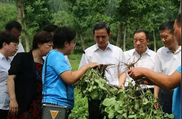 北京市副市长卢彦到草根堂调研中草药种植工作