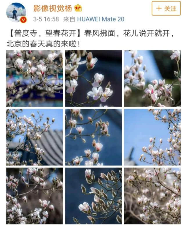 花开了！最美的北京城来啦！哪里去赏花，花开成啥样了？