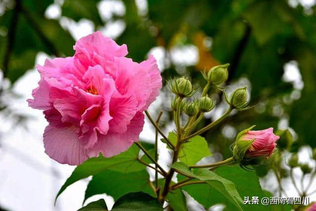 第二届天府芙蓉花节28日开幕 3000万株花卉形成“花重锦官”盛宴
