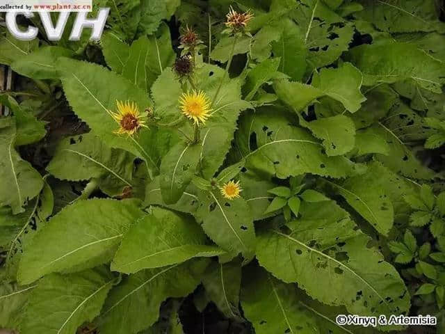 七十二种漂亮的花，附带名称，太好了，快分享给朋友吧！