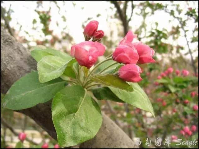 七十二种漂亮的花，附带名称，太好了，快分享给朋友吧！