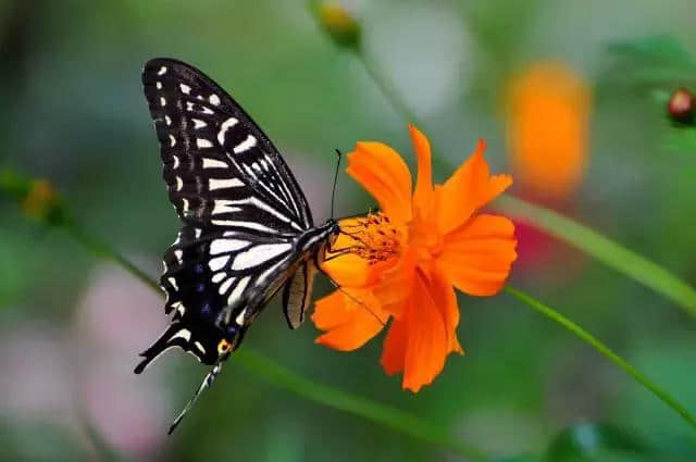 柔性思维原理6：花与蝶