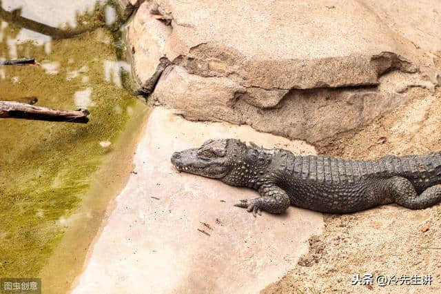 世界上最小的鳄鱼——猪婆龙
