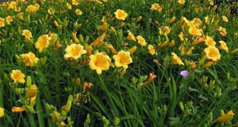 田间“1种”杂草，被称“忘忧草”，吃花一千朵，健康无烦恼