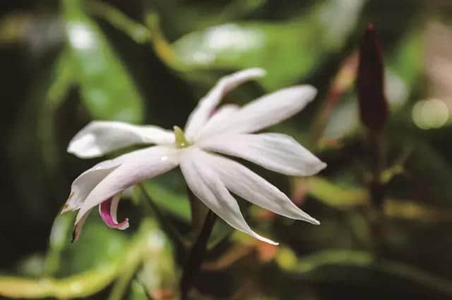 芳香传奇：催情植物的爱欲物语