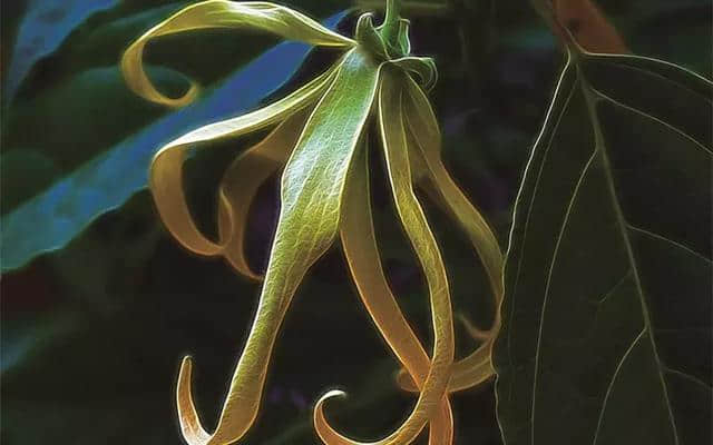 芳香传奇：催情植物的爱欲物语