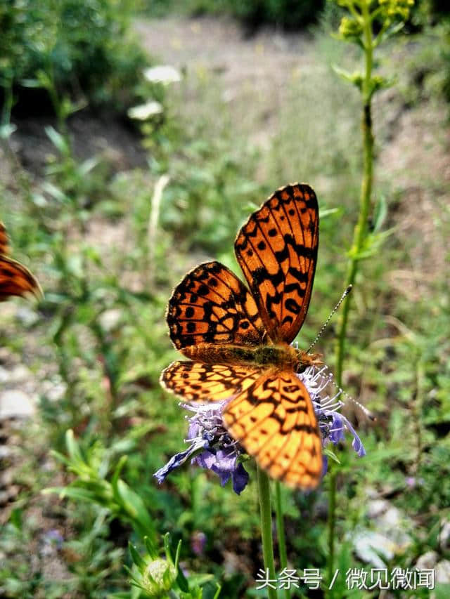 手机摄影：老家山上的野花与蝶及那些静美的时光