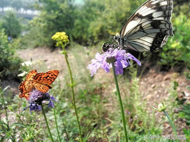 手机摄影：老家山上的野花与蝶及那些静美的时光
