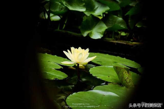 蜀之根源望丛祠—荷花盛开的时节，超多美图！重点是不要门票！