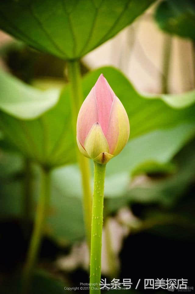 蜀之根源望丛祠—荷花盛开的时节，超多美图！重点是不要门票！