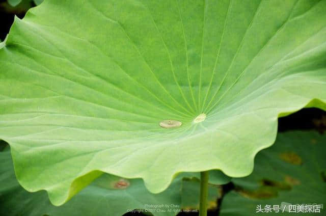 蜀之根源望丛祠—荷花盛开的时节，超多美图！重点是不要门票！