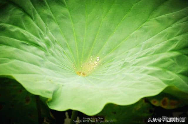 蜀之根源望丛祠—荷花盛开的时节，超多美图！重点是不要门票！