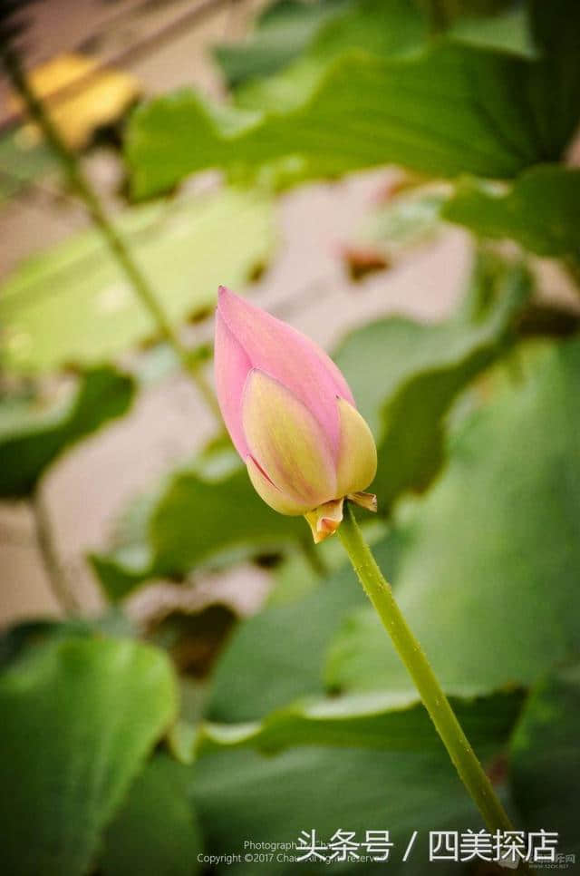 蜀之根源望丛祠—荷花盛开的时节，超多美图！重点是不要门票！