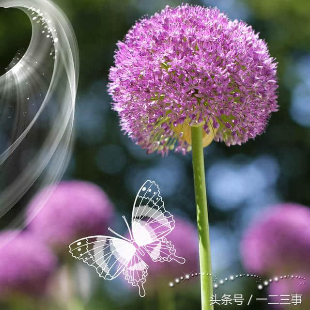 花与蝶系列