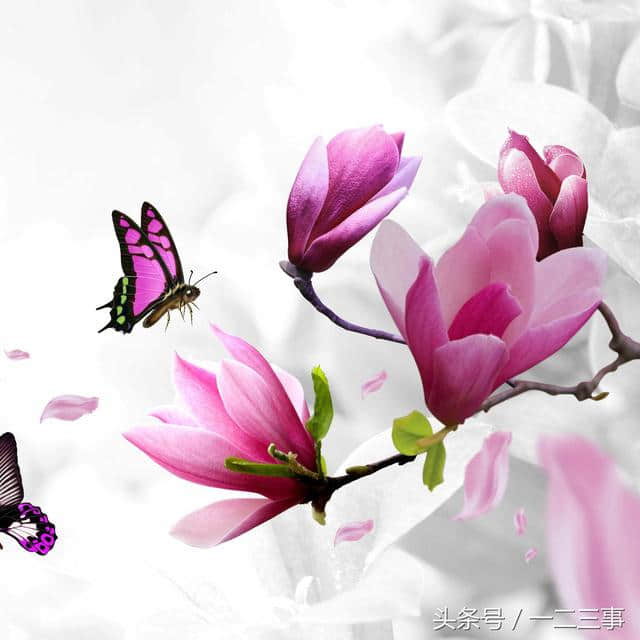 花与蝶系列