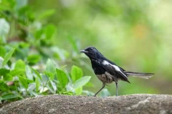 在厦门筼筜湖就能见到这54种鸟，快来认识它们吧