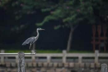 在厦门筼筜湖就能见到这54种鸟，快来认识它们吧