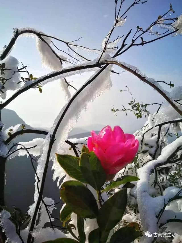 古蔺虎头山阳光下的雪景，美爆！