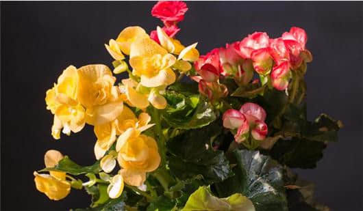 想要四季有花看，你一定要先搞清楚花卉的分类！养错后悔！
