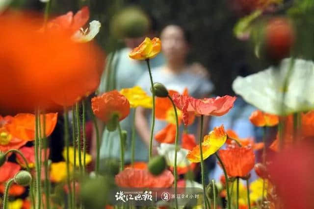 杭州美到飞起的“花朝节”就要来了！今年还有一个超大惊喜
