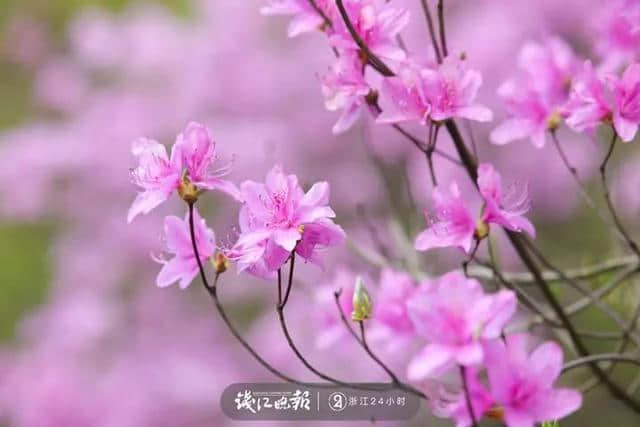 杭州美到飞起的“花朝节”就要来了！今年还有一个超大惊喜