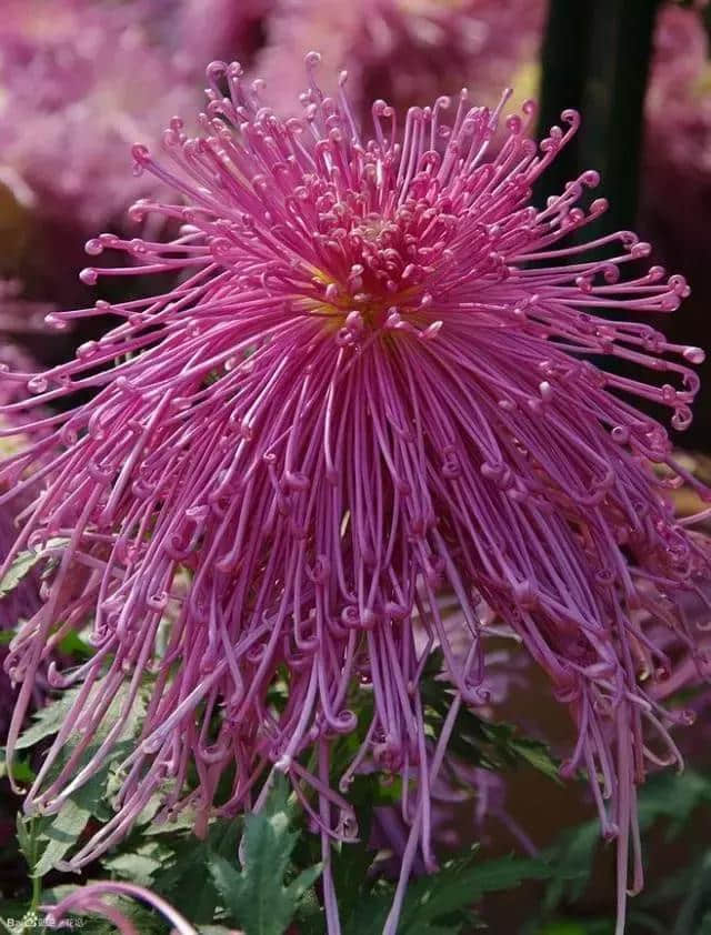 重阳赏菊，吟诗作对，吉祥如意