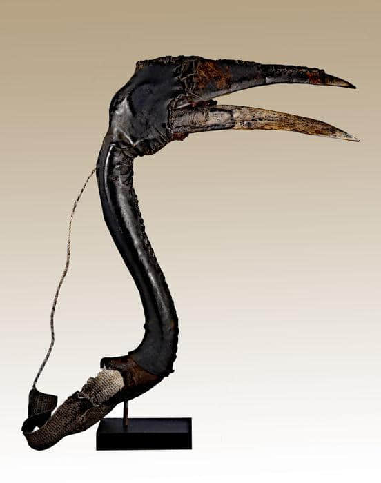 非洲的猎人使用一种传统捕鸟工具——拟鸟头套，吸引犀鸟上钩