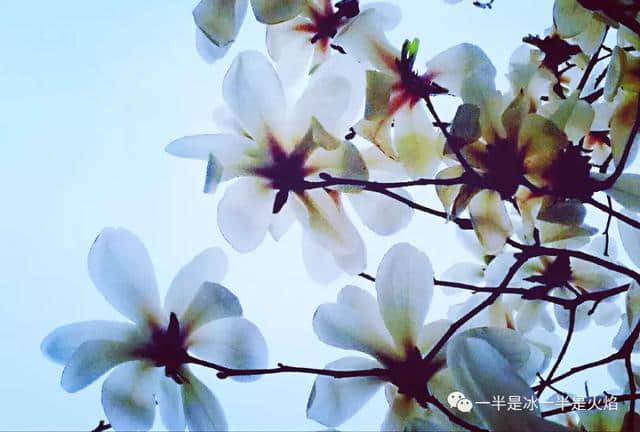 花朝节：拥抱 · 春天