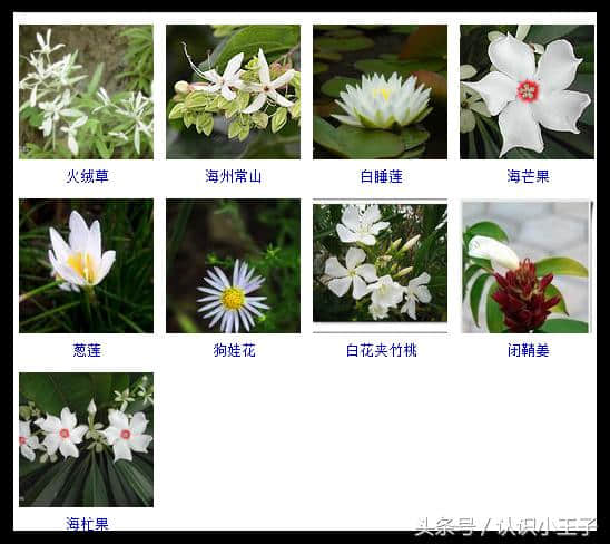 432种花的花期与颜色分类