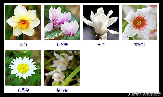 432种花的花期与颜色分类