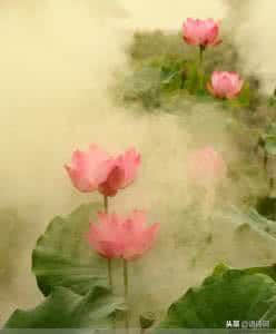 诗词｜此为白居易的“花非花”，非琼瑶阿姨的《花非花，雾非雾》