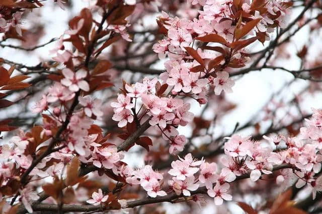 花朝节——一场关于花的嘉年华，一场与春天的约会！
