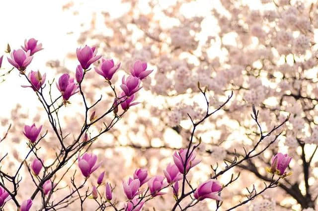 花朝节——一场关于花的嘉年华，一场与春天的约会！