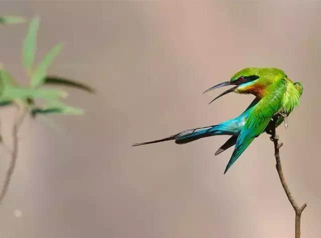 厦门再现“中国最美丽的鸟”，一次还来了80多只！